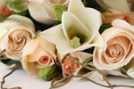 Eco Honeymoons